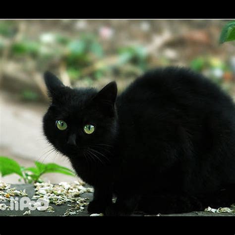 養黑貓的人 屏風風水